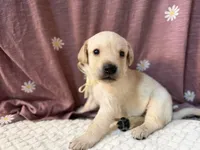 Lily, a female Labrador Retriever for sale in Hicksville, OH – Photo 1 of 2