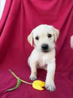 Lily, a female Labrador Retriever for sale in Hicksville, OH – Photo 2 of 4