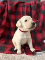 Bentley, a male Labrador Retriever for sale in Hicksville, OH – Photo 1 of 2