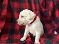 Bentley, a male Labrador Retriever for sale in Hicksville, OH – Photo 2 of 2