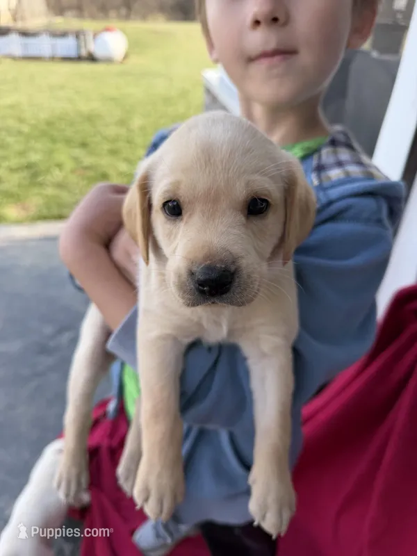 Max – Labrador Retriever puppy for sale in Hicksville, OH