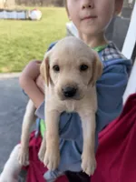 Max, a male Labrador Retriever for sale in Hicksville, OH – Photo 3 of 4