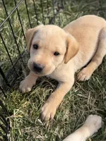 Max, a male Labrador Retriever for sale in Hicksville, OH – Photo 2 of 4