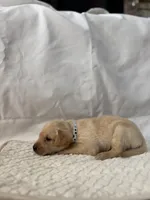 Max, a male Labrador Retriever for sale in Hicksville, OH – Photo 2 of 3