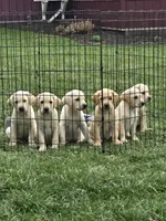 Max, a male Labrador Retriever for sale in Hicksville, OH – Photo 2 of 7