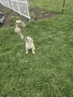 Max, a male Labrador Retriever for sale in Hicksville, OH – Photo 7 of 7