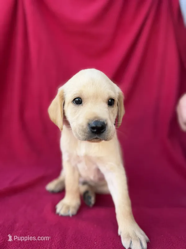Max – Labrador Retriever puppy for sale in Hicksville, OH