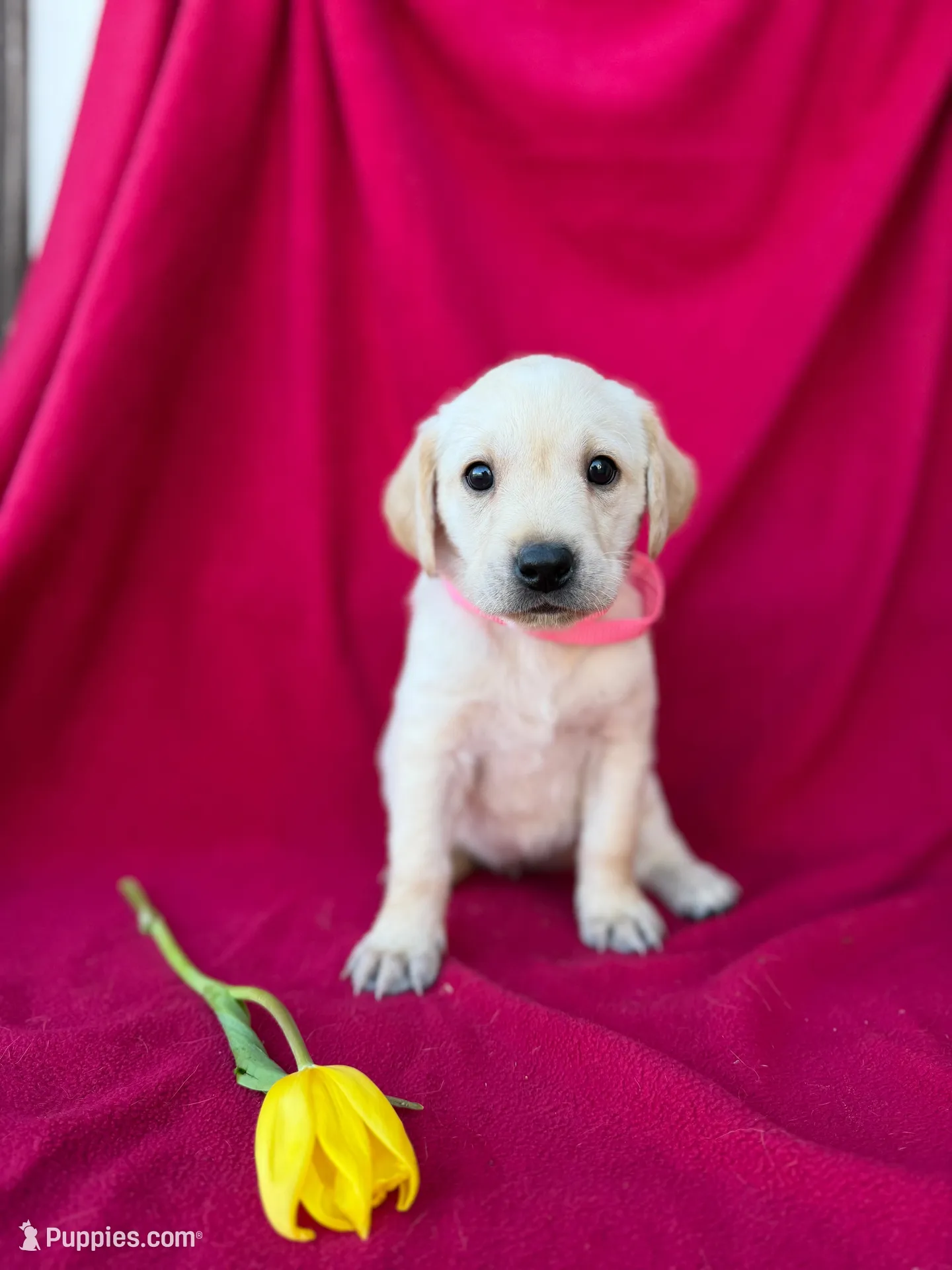 Lily – Labrador Retriever puppy for sale in Hicksville, OH