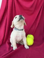 Bobby, a male Labrador Retriever for sale in Hicksville, OH – Photo 3 of 4