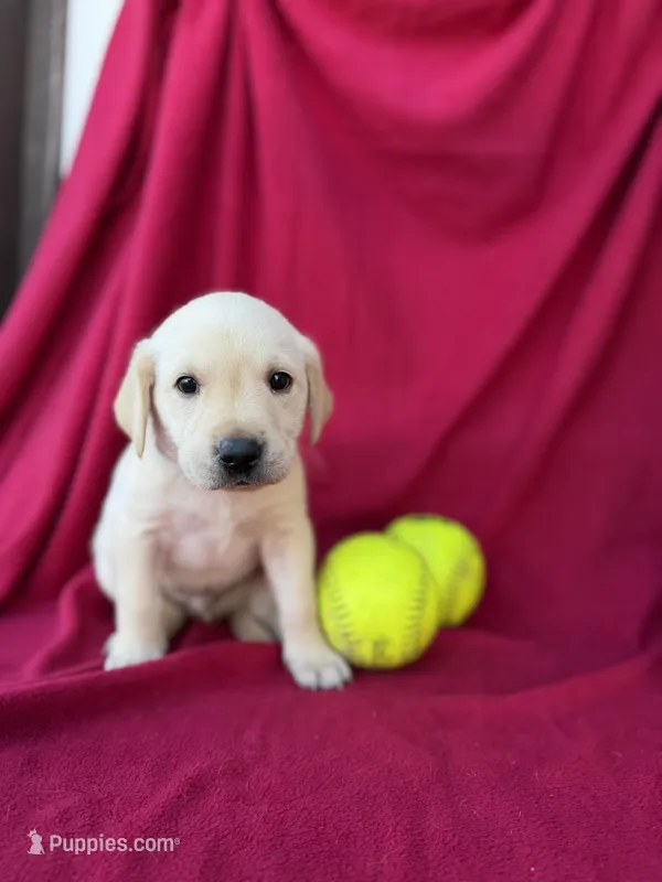 Bobby – Labrador Retriever puppy for sale in Hicksville, OH
