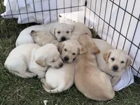 Bobby, a male Labrador Retriever for sale in Hicksville, OH – Photo 4 of 4