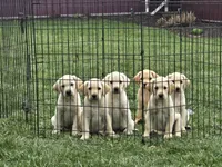 Bobby, a male Labrador Retriever for sale in Hicksville, OH – Photo 2 of 6