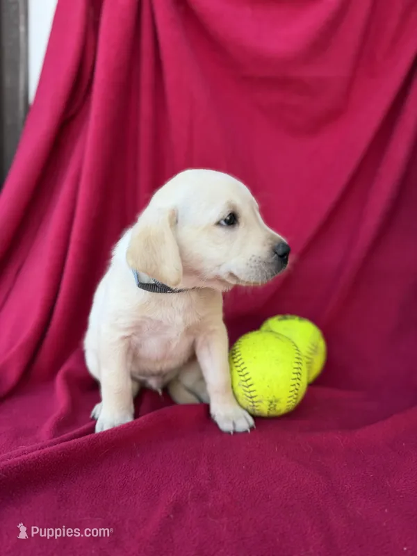 Bobby – Labrador Retriever puppy for sale in Hicksville, OH