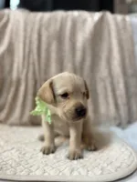 Daisy, a male Labrador Retriever for sale in Hicksville, OH – Photo 2 of 3