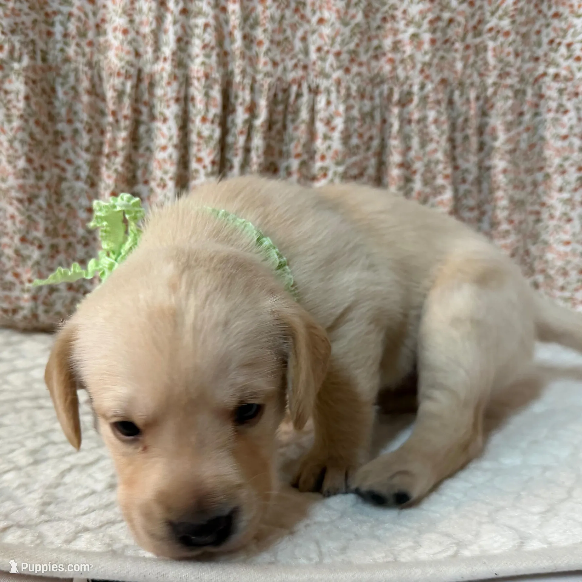 Daisy, a male Labrador Retriever for sale in Hicksville, OH – Photo 3 of 3