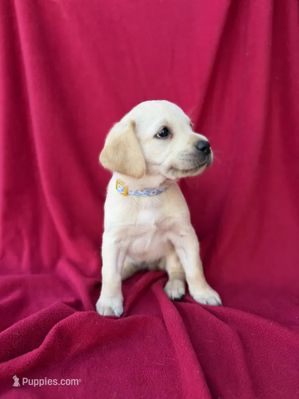Daisy – Labrador Retriever puppy for sale in Hicksville, OH