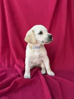 Daisy, a female Labrador Retriever for sale in Hicksville, OH – Photo 1 of 4