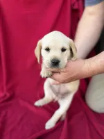 Daisy, a female Labrador Retriever for sale in Hicksville, OH – Photo 3 of 4