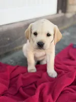 Daisy, a female Labrador Retriever for sale in Hicksville, OH – Photo 2 of 4