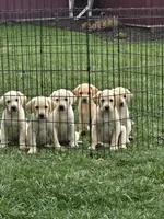 Daisy, a female Labrador Retriever for sale in Hicksville, OH – Photo 6 of 6