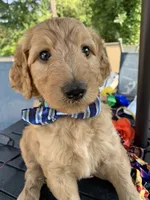 Nemo, a male Goldendoodle and Poodle - Standard  for sale in Belfair, WA – 2 of 7