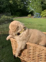Olaf, a male Goldendoodle and Poodle - Standard  for sale in Belfair, WA – 4 of 6