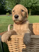 Dory, a female Goldendoodle and Poodle - Standard  for sale in Belfair, WA – 2 of 5