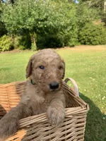 Tramp, a male Goldendoodle and Poodle - Standard  for sale in Belfair, WA – 4 of 5