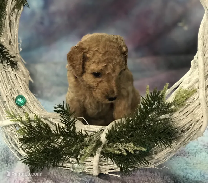 Nemo – Goldendoodle puppy for sale in Belfair, WA
