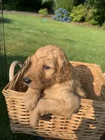 Moana, a female Goldendoodle and Poodle - Standard  for sale in Belfair, WA – 5 of 6