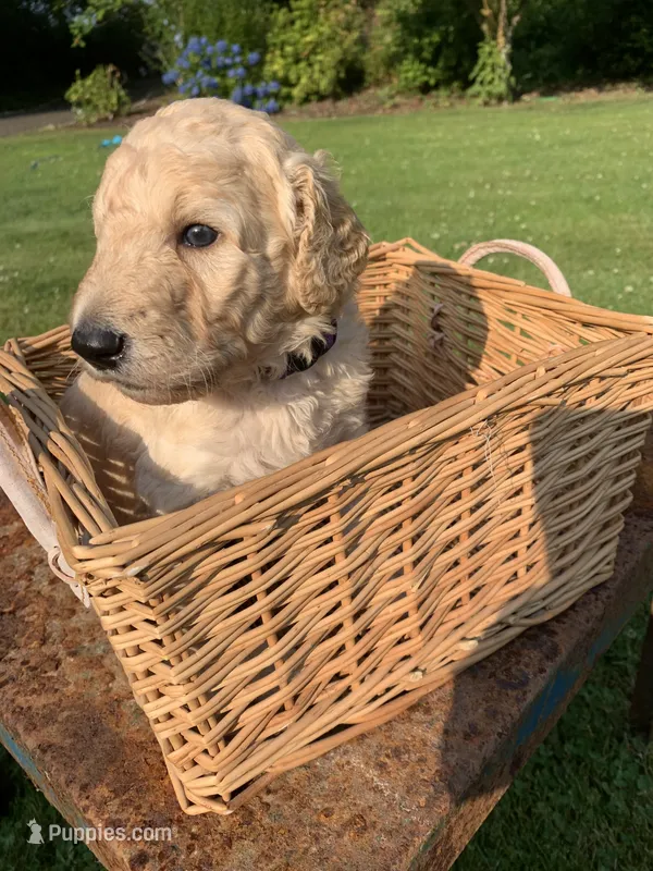 Simba – Goldendoodle puppy for sale in Belfair, WA