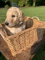 Simba, a male Goldendoodle and Poodle - Standard  for sale in Belfair, WA – 3 of 6