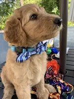 Nemo, a male Goldendoodle and Poodle - Standard  for sale in Belfair, WA – 3 of 7