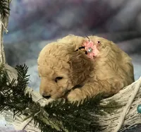 Moana, a female Goldendoodle for sale in Belfair, WA – 1 of 1
