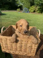 Nemo, a male Goldendoodle and Poodle - Standard  for sale in Belfair, WA – 4 of 7