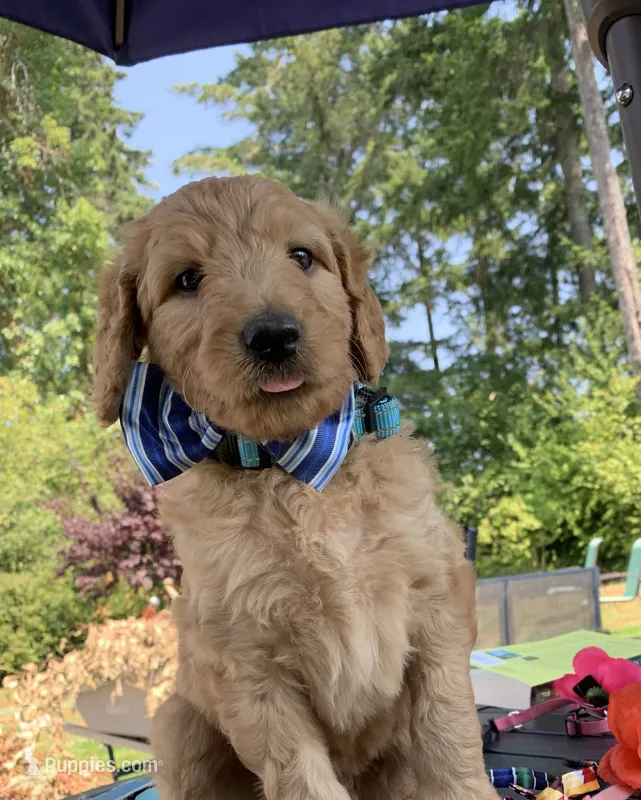 Nemo – Goldendoodle, Poodle - Standard  puppy for sale in Belfair, WA