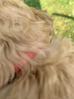 Dory, a female Goldendoodle and Poodle - Standard  for sale in Belfair, WA – 4 of 5