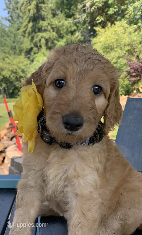 Moana – Goldendoodle, Poodle - Standard  puppy for sale in Belfair, WA