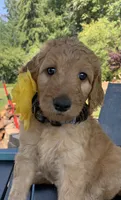 Moana, a female Goldendoodle and Poodle - Standard  for sale in Belfair, WA – 1 of 6