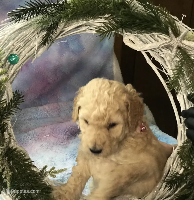 Maui – Goldendoodle puppy for sale in Belfair, WA