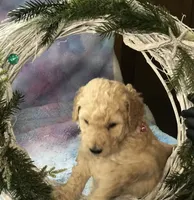 Maui, a male Goldendoodle for sale in Belfair, WA – 1 of 1