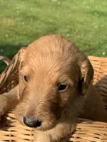 Nemo, a male Goldendoodle and Poodle - Standard  for sale in Belfair, WA – 5 of 7