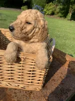 Lady, a female Goldendoodle and Poodle - Standard  for sale in Belfair, WA – 4 of 5