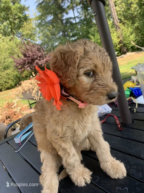 Dory – Goldendoodle, Poodle - Standard  puppy for sale in Belfair, WA