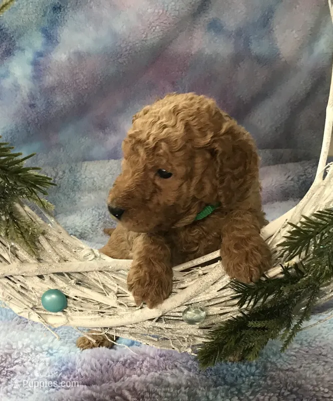 Dory – Goldendoodle puppy for sale in Belfair, WA