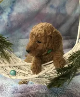 Dory, a female Goldendoodle for sale in Belfair, WA – 1 of 1
