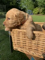 Dory, a female Goldendoodle and Poodle - Standard  for sale in Belfair, WA – 3 of 5