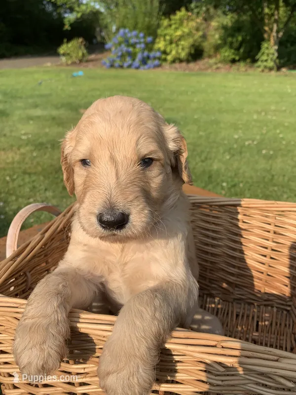 Maui – Goldendoodle puppy for sale in Belfair, WA