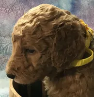 Tramp, a male Goldendoodle for sale in Belfair, WA – 1 of 1