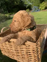 Tramp, a male Goldendoodle and Poodle - Standard  for sale in Belfair, WA – 3 of 5